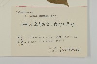 哥蘭葉藏品圖，第3張