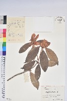 鹿角杜鵑、西施花、青紫木藏品圖，第1張