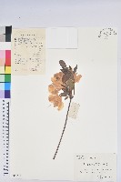 羊躑躅藏品圖，第1張