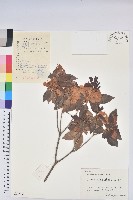 馬銀花藏品圖，第1張