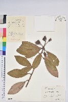 華南杜鵑藏品圖，第1張