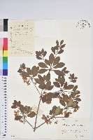 燈籠花藏品圖，第1張