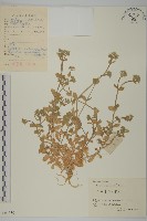 球序卷耳藏品圖，第1張