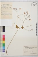 尖葉唐松草藏品圖，第1張