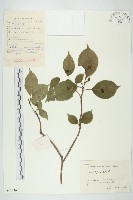 青莢葉藏品圖，第1張