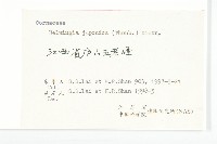 青莢葉藏品圖，第3張