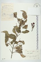 山茱萸藏品圖，第1張