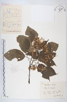 燈臺樹藏品圖，第1張