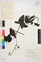 威靈仙藏品圖，第1張