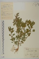 小葉藜藏品圖，第1張