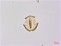 假菜豆、湯氏葛藤藏品圖，第2張