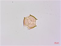 假菜豆、湯氏葛藤藏品圖，第3張