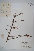 臘梅藏品圖，第1張