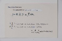 臘梅藏品圖，第2張