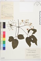 毛果鐵線蓮藏品圖，第1張