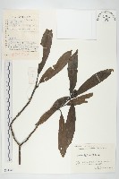 密花桃葉珊瑚藏品圖，第1張