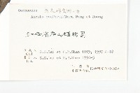 密花桃葉珊瑚藏品圖，第3張