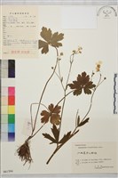 鉤柱毛茛藏品圖，第1張