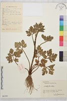 辣子草、揚子毛茛藏品圖，第1張