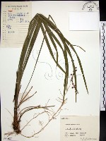 麥門冬藏品圖，第1張