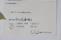 三角楓藏品圖，第2張