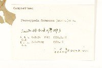 臺灣山苦藚藏品圖，第3張