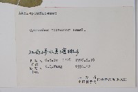 毛白前藏品圖，第2張