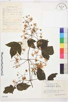 毛果鐵線蓮藏品圖，第1張