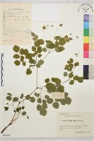 華東唐松草藏品圖，第1張