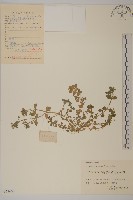 繁縷藏品圖，第1張