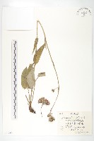 硬葉鳳毛菊藏品圖，第1張