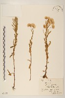 飛蓬藏品圖，第1張