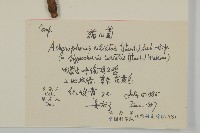 貓兒菊藏品圖，第2張