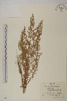 柔毛蒿藏品圖，第1張