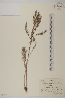 細稈沙蒿藏品圖，第1張