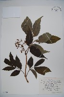 毛接骨木藏品圖，第1張