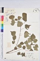 烏臼藏品圖，第1張