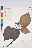 千年桐藏品圖，第1張