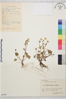 小毛茛藏品圖，第1張