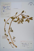 空心蓮子草藏品圖，第1張