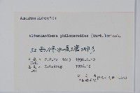 空心蓮子草藏品圖，第2張