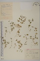 安徽繁縷藏品圖，第1張