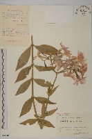 剪秋羅、剪秋紗、漢宮秋藏品圖，第1張