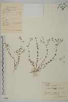 無心菜、鵝不食草藏品圖，第1張