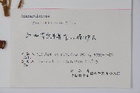 鹽膚木藏品圖，第2張