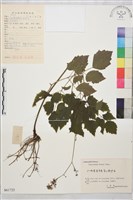 大葉唐松草藏品圖，第1張