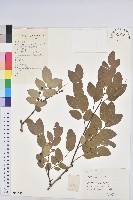 青灰葉下珠藏品圖，第1張