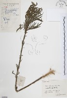 美洲假蓬藏品圖，第1張