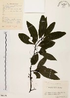 山胡椒藏品圖，第1張