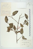 山茱萸藏品圖，第1張